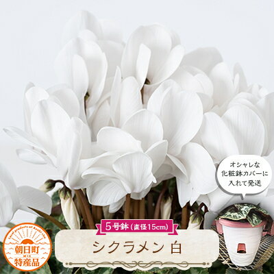 15位! 口コミ数「0件」評価「0」過去に農林水産大臣賞等複数受賞…シクラメン　白色　5号鉢(直径15cm)底面給水鉢【配送不可地域：離島・北海道・沖縄県】【1220334】