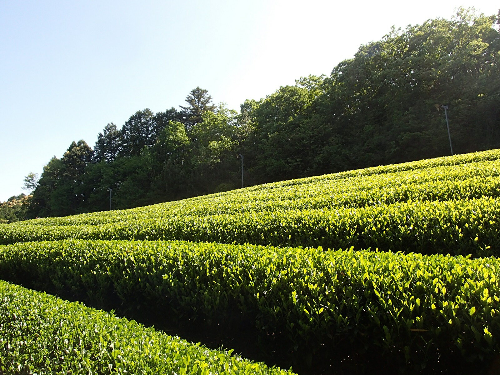 【ふるさと納税】日本三大産地のひとつ 伊勢茶 ...の紹介画像2