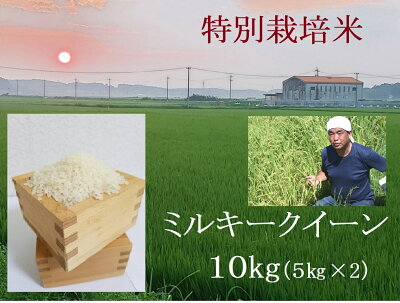 楽天ふるさと納税　【ふるさと納税】【2024年11月発送】令和6年産新米 特別栽培米 ミルキークイーン 10kg | 安心 精米 もちもちした食感 こだわりの農法　tc-0411