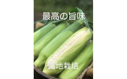 有機肥料で土づくり 高い糖度が自慢のホワイトコーン 10本(約6kg)