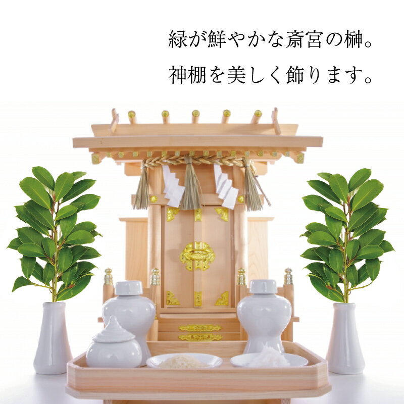 【ふるさと納税】 神棚用 榊 1対（2束）約25cm 神棚 さかき お供え 生花 本榊 サカキ 仏花 神具 国産 斎宮の榊