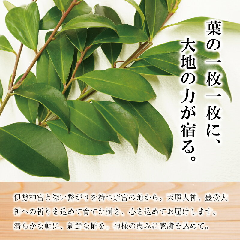 【ふるさと納税】 神棚用 榊 1対（2束）約25cm 神棚 さかき お供え 生花 本榊 サカキ 仏花 神具 国産 斎宮の榊