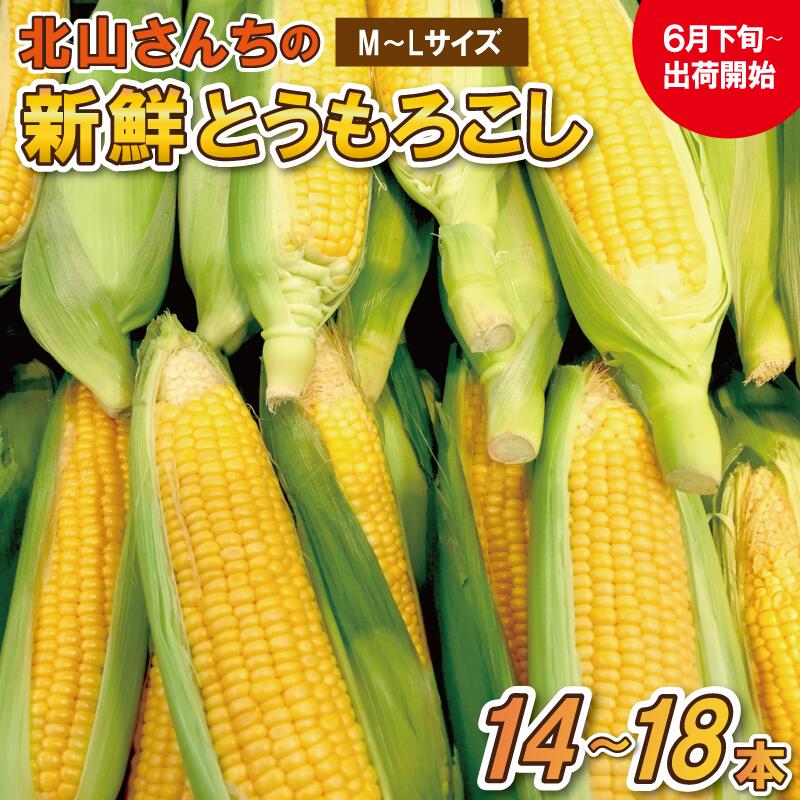 北山さんちの新鮮 とうもろこし キャンプ BBQ 人気 トウモロコシ 生 野菜 産地直送 朝どれ 甘い 期間限定 国産 旬 夏野菜