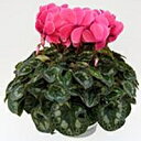 【ふるさと納税】明和の冬の花「シクラメン」ピンク 5号鉢
