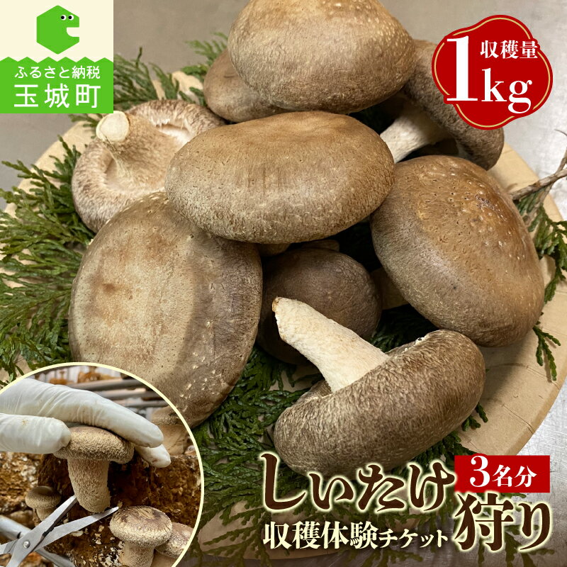 きのこ狩り 収穫 体験 チケット しいたけ きのこ 山菜 生しいたけ 国内産 菌床 肉厚 高級品種 3名分 たっぷり 収穫量 1kg お持ち帰り 三重県 玉城町 (有)MCD 松ちゃん堂