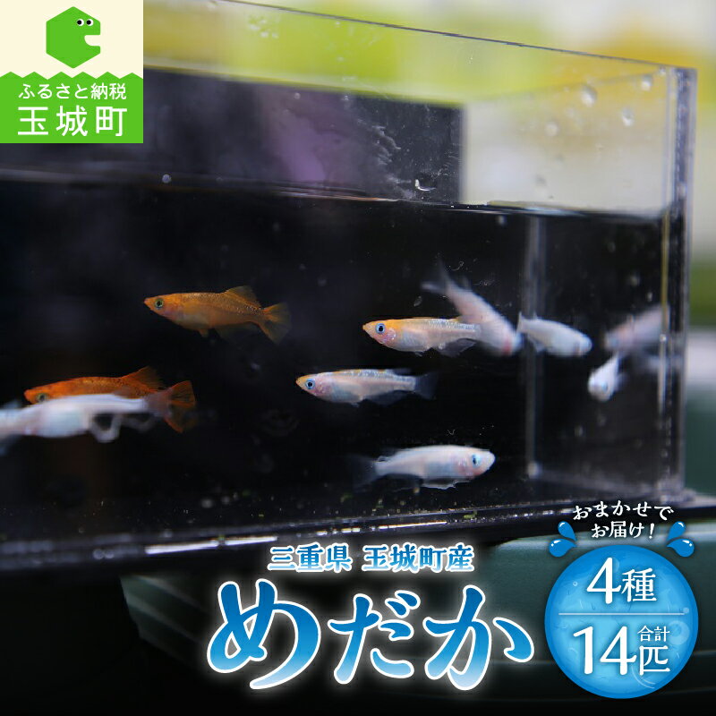 1位! 口コミ数「0件」評価「0」三重県 玉城町産 めだか 4種 14匹 魚 観賞魚 観賞用 淡水魚 癒し 生き物 淡水 宮川めだかハウス 玉城町観光協会