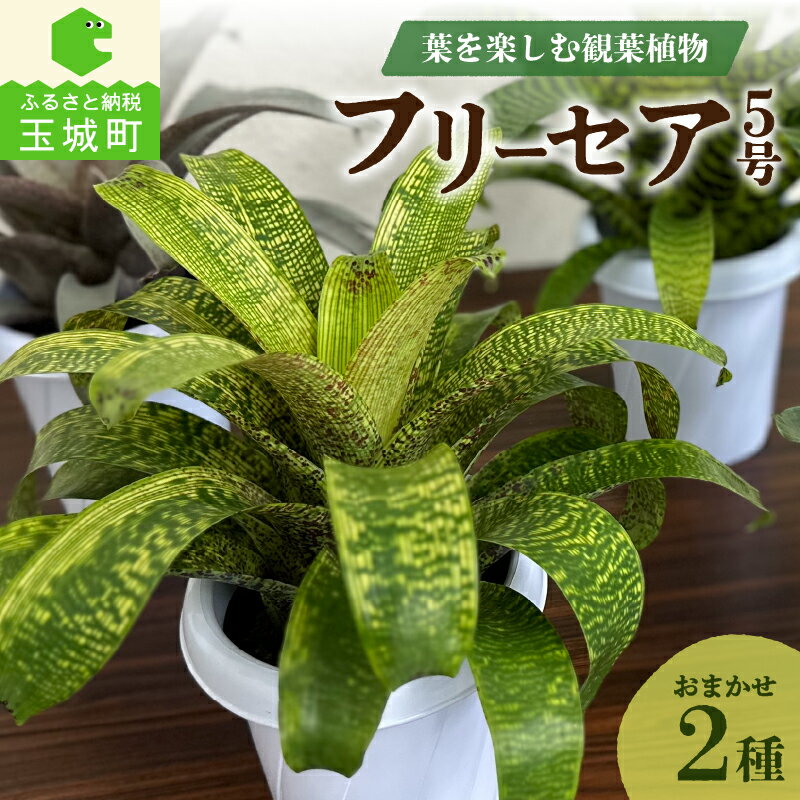 【ふるさと納税】観葉植物 フリーセア5号 お任せ2種セット ギガンテア・ノバ サウンデリシー フィエログリフィカ フェネストラリス インテリア 鉢 室内 緑 グリーン 自然 癒し 玉城町観光協会 …