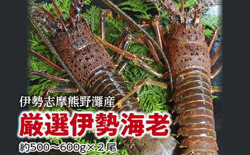 ڤդ뤵Ǽǡ۰෧θϷ500600硿ڿ建ǽٲĮ