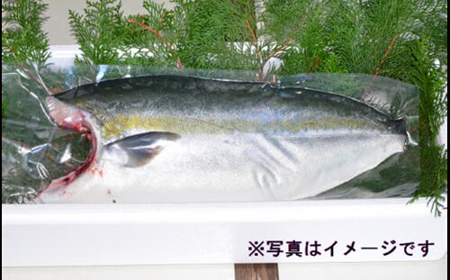 【ふるさと納税】（冷蔵） 錦産 養殖 ブリ フィレ・ロイン（皮なし） ／ 魚々錦 ふるさと納税 大紀ブランド 魚 鰤 お取り寄せグルメ 三重県 大紀町