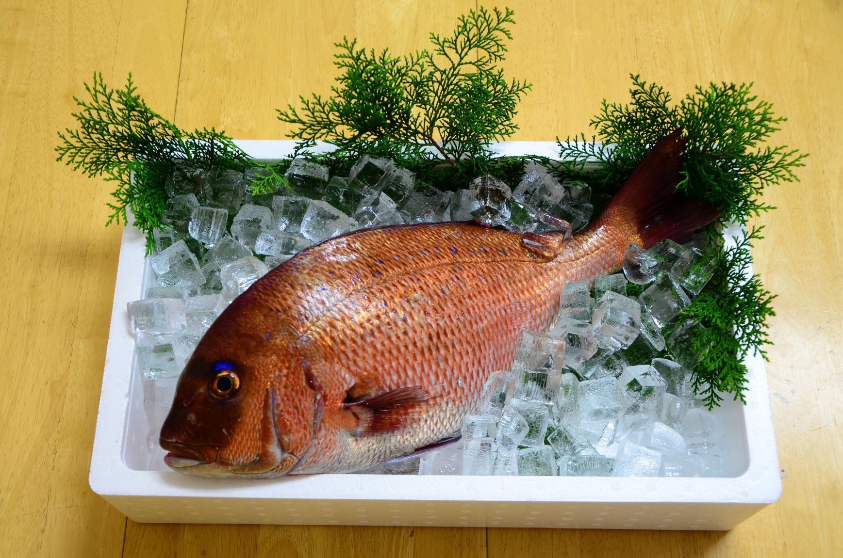 (冷蔵) 錦産 養殖 真鯛 まるごと1匹 / 魚々錦 ふるさと納税 大紀ブランド 魚 たい 海鮮 海産 お取り寄せ グルメ 三重県 大紀町