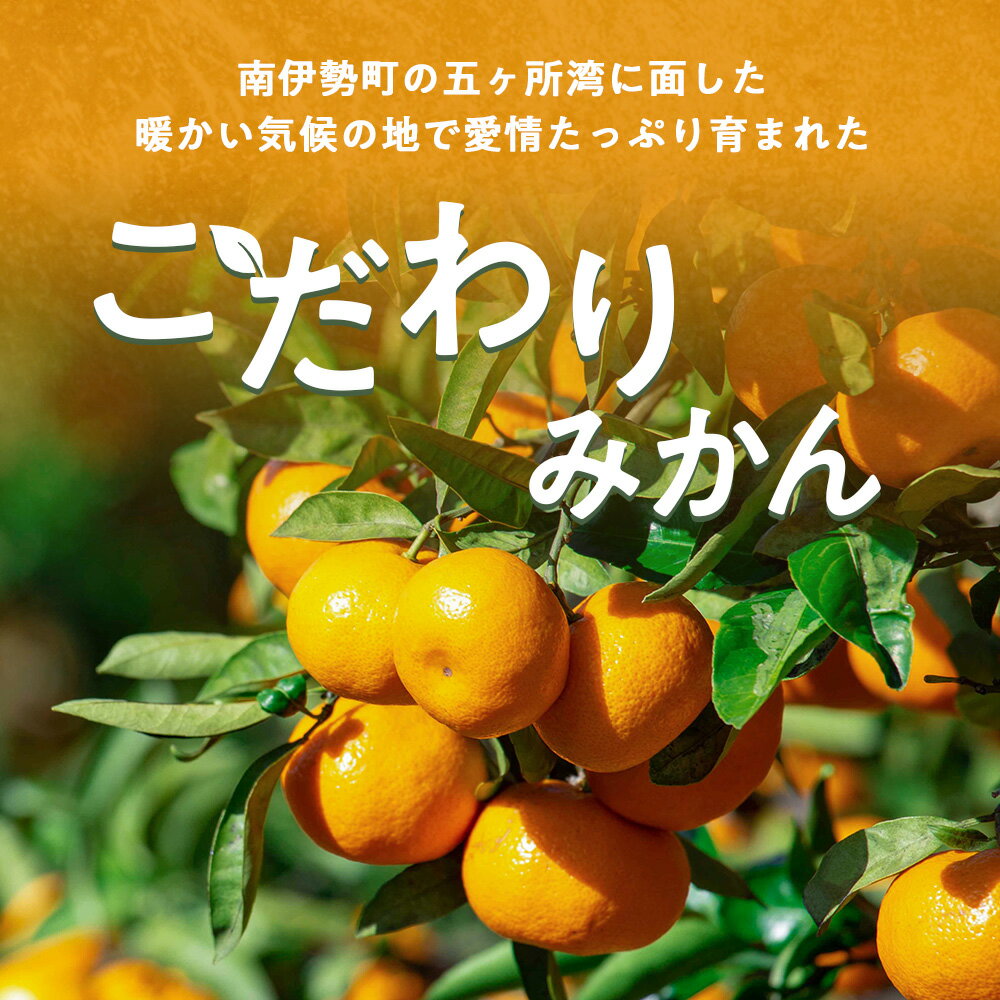 【ふるさと納税】伊勢志摩産 こだわりみかん 約6kg ＜発送時期が選べる＞ ／ ないぜしぜん村 みかん ミカン 蜜柑 送料無料 産地直送 フルーツ 果物 内瀬 甘い 濃厚 ジューシー 先行予約 三重県 南伊勢町 2