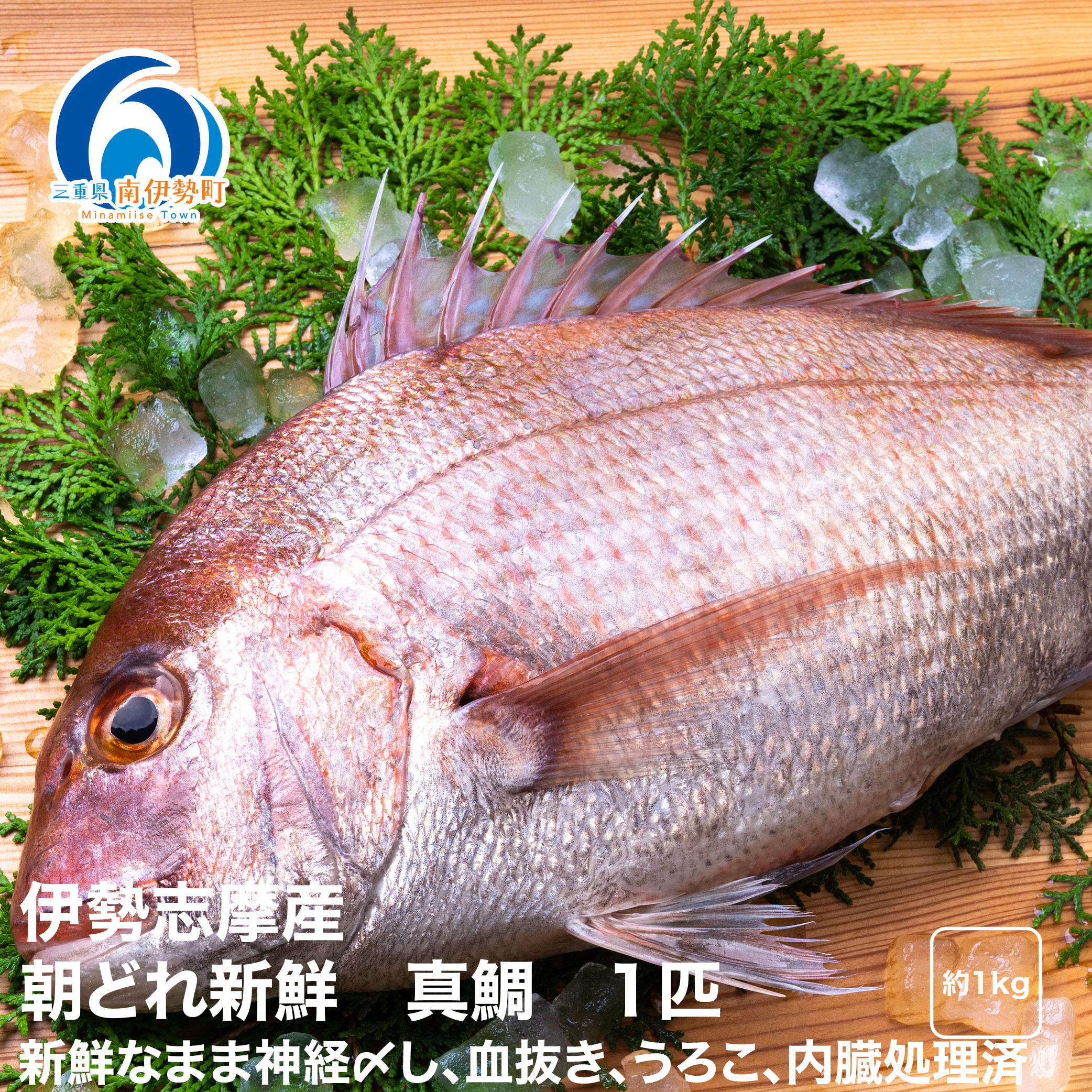 (冷蔵)伊勢志摩産 朝どれ 新鮮 真鯛 1匹/城水産 熟成 鯛 たい おいしい魚
