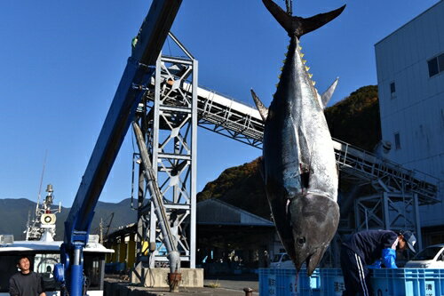 【ふるさと納税】（冷蔵）南伊勢町産　養殖　本まぐろ　1本　20～30kg／三重外湾漁業協同組合　パーテ..