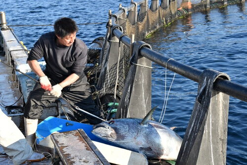 【ふるさと納税】（冷蔵）南伊勢町産　養殖　本まぐろ　1本　20～30kg／三重外湾漁業協同組合　パーティー　イベント　丸ごと　鮪　三重県　伊勢志摩