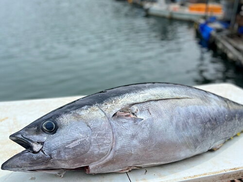 【ふるさと納税】（冷凍） 天然まぐろ キハダマグロ (柵) 約400g 刺身：4～5人前 ／ 城水産 まぐろ マグロ 新鮮 海の幸 三重県 南伊勢町 伊勢志摩