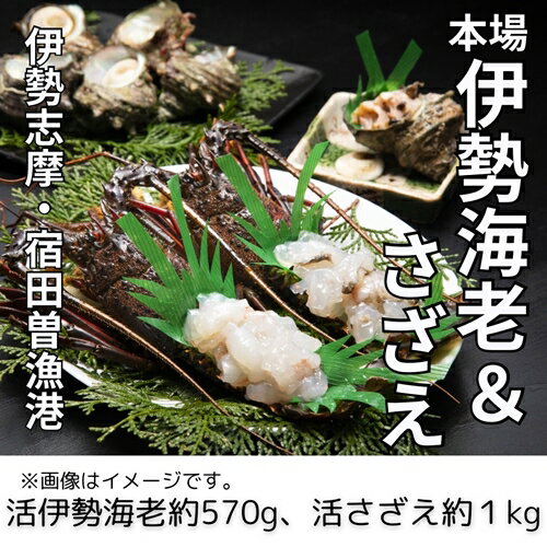 活伊勢海老 & 活さざえ (A) / 丸池 伊勢えび イセエビ 壺焼 さざえ 海鮮 特産 海の幸 新鮮 三重県 南伊勢町 伊勢志摩