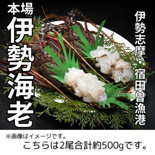 (冷凍) 伊勢志摩産 活〆伊勢海老 2尾 姿造り 生食用 (M) / 丸池 伊勢えび イセエビ 特産 三重県 南伊勢町 伊勢志摩