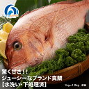 【ふるさと納税】 (冷蔵)驚く甘さ!ジューシーなブランド真鯛【水洗い・下処理済】 / はさま あなたに逢い鯛。 三重県 南伊勢町 伊勢志摩