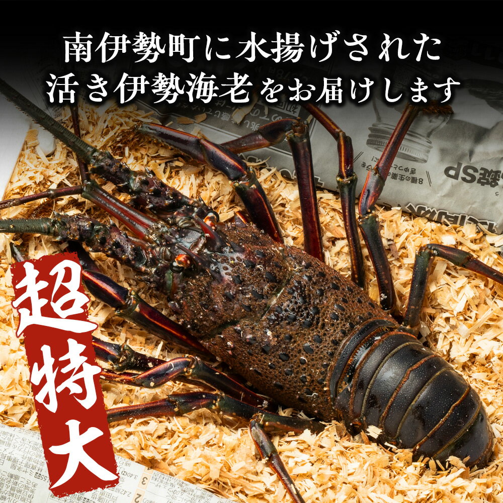 【ふるさと納税】大伊勢海老（超特大 801〜1000g）1尾　山庄水産／伊勢えび　三重県　南伊勢　ブランド　伊勢志摩