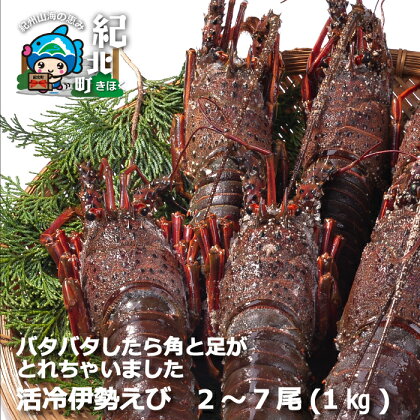 活冷 伊勢えび 2～7尾（1.0kg）【訳あり】伊勢海老 伊勢エビ 規格外 不揃い 絶品 刺身 三重県 紀北町 紀伊長島【CC21】