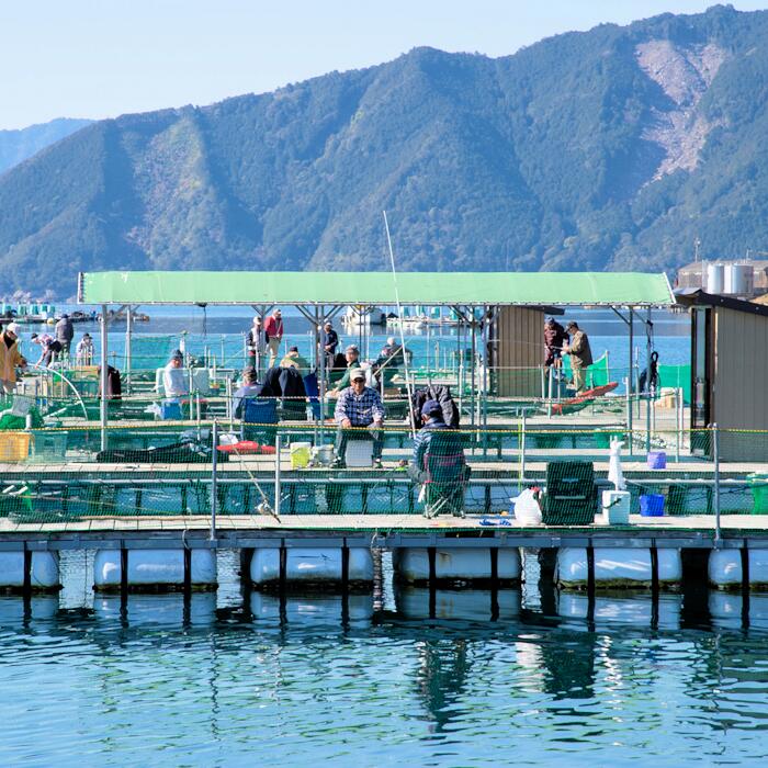 【ふるさと納税】海上釣り堀　貞丸　無料招待券　三重県　紀北町　引本浦　海山　貞丸水産　マダイ　クロダイ【P02】