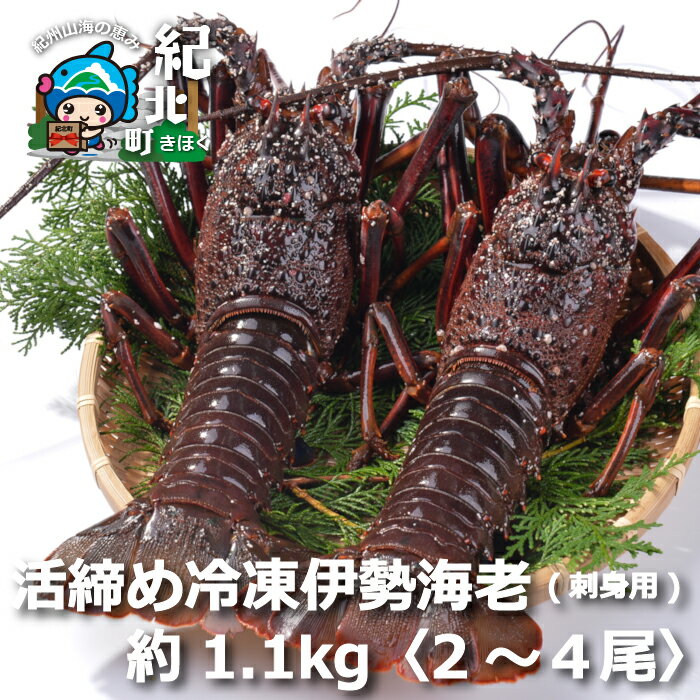 伊勢海老(刺身用)約1.1kg[2尾〜4尾] いせえび イセエビ 活締め冷凍【DD15】