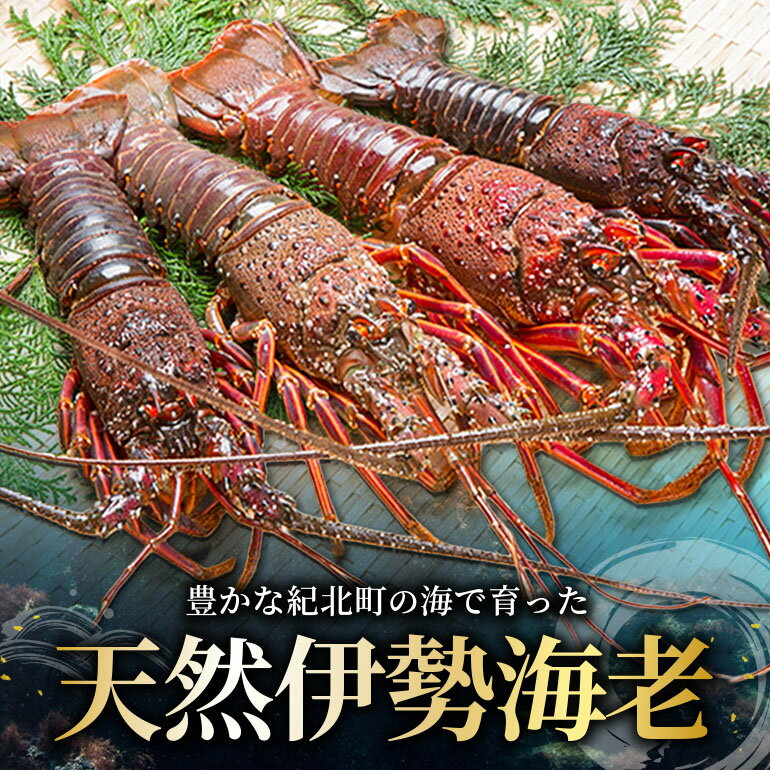 【ふるさと納税】活冷 伊勢えび 2～4尾（600g）【訳あり】伊勢海老 伊勢エビ 規格外 不揃い 絶品 刺身 三重県 紀北町 紀伊長島【BB25】