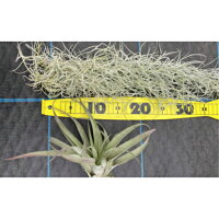 ふるさと納税 Ba0 Mエアープランツスペシャルbox 三重県御浜町 観葉植物 土がいらない植物です ふるさと納税 Ba0 Mエアープランツスペシャルbox 三重県御浜町 観葉植物 土がいらない植物です