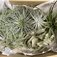 ふるさと納税 Ba0 Mエアープランツスペシャルbox 三重県御浜町 観葉植物 土がいらない植物です ふるさと納税 Ba0 Mエアープランツスペシャルbox 三重県御浜町 観葉植物 土がいらない植物です