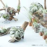 ふるさと納税 Ba0 Mエアープランツスペシャルbox 三重県御浜町 観葉植物 土がいらない植物です ふるさと納税 Ba0 Mエアープランツスペシャルbox 三重県御浜町 観葉植物 土がいらない植物です