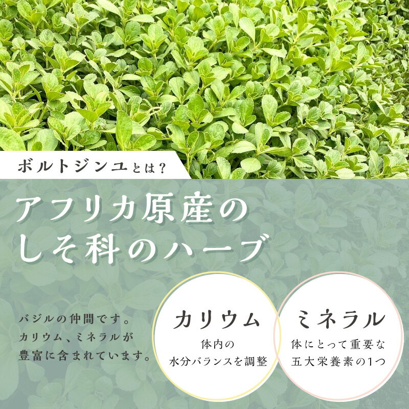 【ふるさと納税】ブライトライフ ボルトジンユ茶 (2g×20袋)×2パック ティーバッグタイプ【「奇跡のハーブ」と呼ばれるミネラル豊富なハーブティー！】
