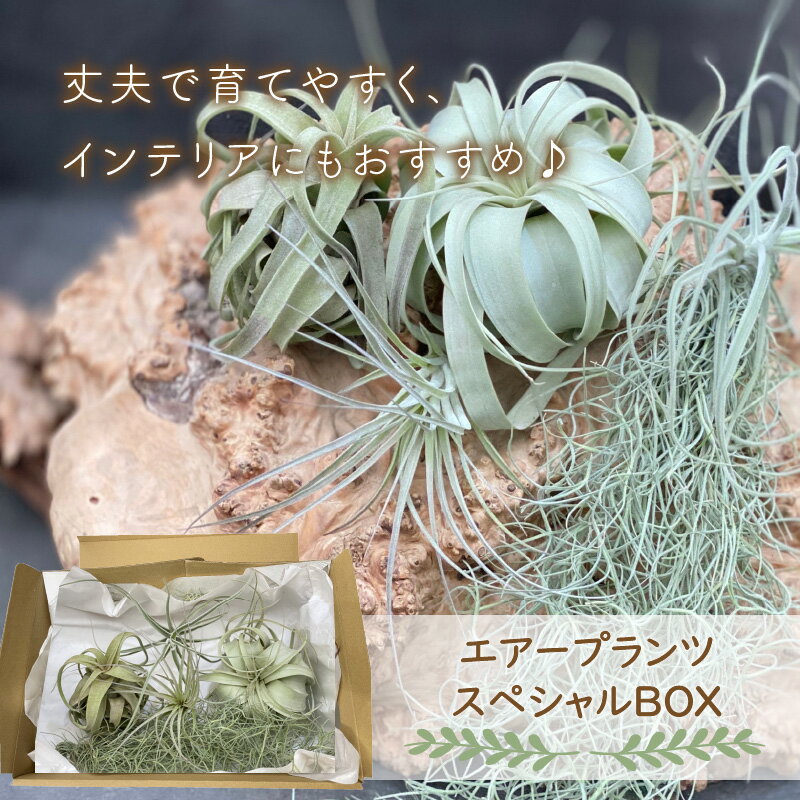 【ふるさと納税】エアープランツスペシャルBOX 希少種 ティランジア 詰め合わせ 観葉植物 植物 エアプランツ 園芸 インテリア チランジア ギフト おしゃれ ウスネオイデス キセログラフィカ コットンキャンディ マレモンティ ストレプトフィラ 三重 御浜町