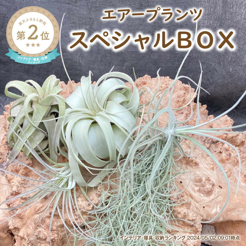 【ふるさと納税】エアープランツスペシャルBOX 希少種 ティランジア 詰め合わせ 観葉植物 植物 エアプランツ 園芸 インテリア チランジア ギフト おしゃれ ウスネオイデス キセログラフィカ コ…