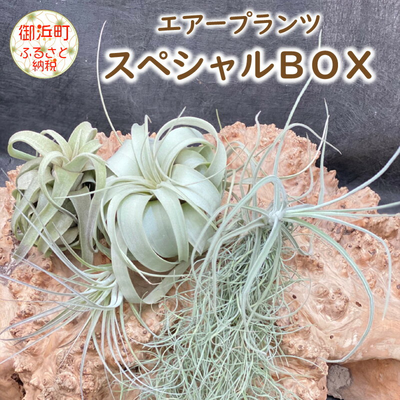 【ふるさと納税】エアープランツスペシャルBOX 希少種 ティランジア 詰め合わせ 観葉植物 植物 エアプランツ 園芸 インテリア チランジア ギフト おしゃれ ウスネオイデス キセログラフィカ コットンキャンディ マレモンディ ストレプトフィラ 三重 御浜町