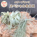 【ふるさと納税】エアープランツスペシャルBOX 希少種 ティランジア 詰め合わせ 観葉植物 植物 エアプランツ 園芸 インテリア チランジア ギフト おしゃれ ウスネオイデス キセログラフィカ コ…