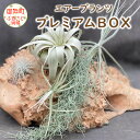 エアープランツプレミアムBOX 希少種 ティランジア 詰め合わせ 観葉植物 植物 エアプランツ 園芸 インテリア チランジア ギフト 壁掛け キセログラフィカ ウスネオイデス セット 三重 御浜町 送料無料