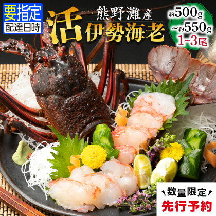 【先行予約】熊野灘産活伊勢海老　御浜コース 1～3尾 約500g～550g 海鮮 魚介 伊勢海老 伊勢エビ いせえび 海老 エビ 刺身 炭火焼 味噌汁 濃厚 美味 ギフト 三重 御浜町 数量限定 送料無料