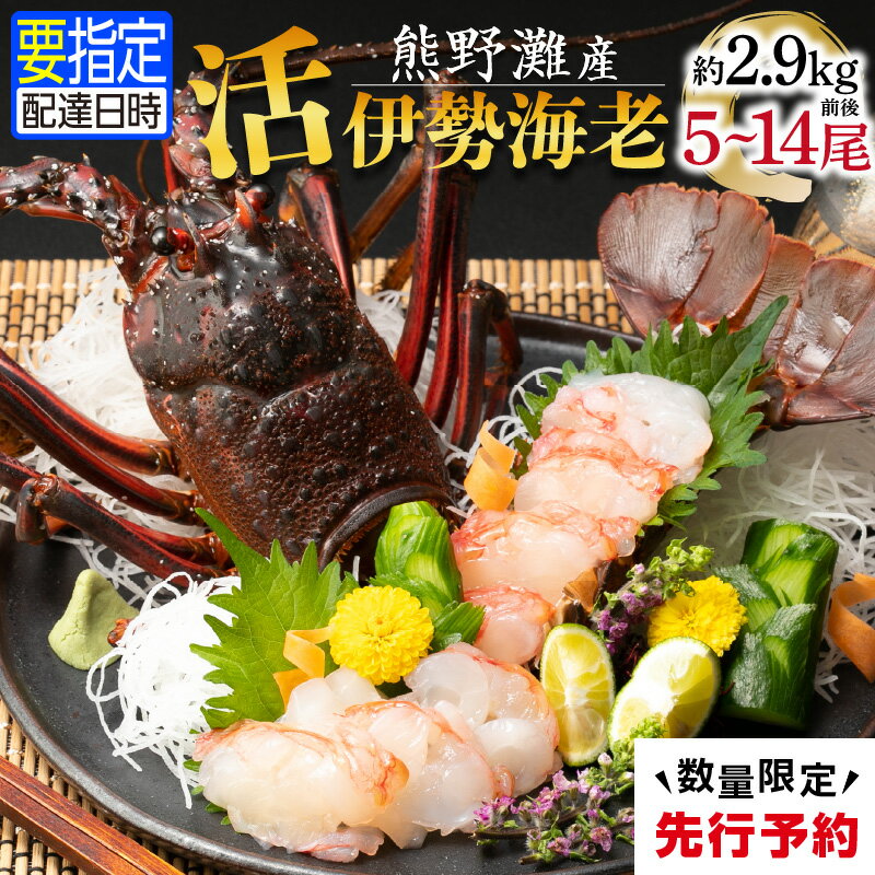 【ふるさと納税】【先行予約】熊野灘産活伊勢海老　大漁コース 5～14尾 約2.9kg前後 魚介 伊勢海老 伊勢エビ いせえび 海老 エビ 刺身 刺身 炭火焼 味噌汁 濃厚 三重 御浜町 海鮮 美味 数量限定 送料無料のサムネイル