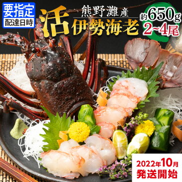 【ふるさと納税】活伊勢海老 約650g 2~4尾 熊野灘産 御浜コース 魚介 お刺身 刺身 炭火焼 味噌汁 濃厚 美味 ギフト 三重 御浜町