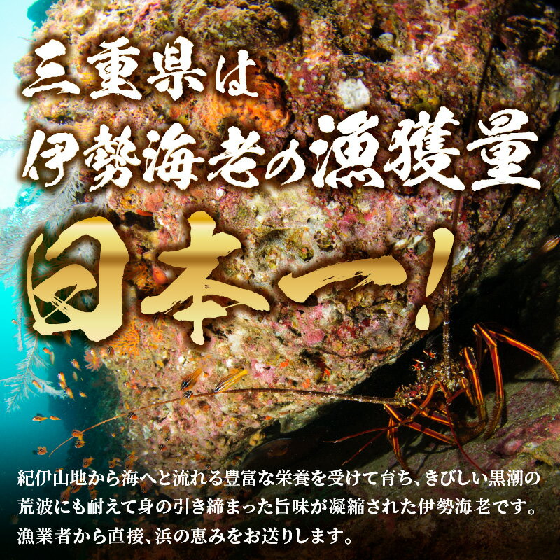 【ふるさと納税】【高評価★5.00 高レビュー★】【先行予約】熊野灘産活伊勢海老　黒潮コース 2～5尾 約900～1000g 魚介 海鮮 伊勢海老 伊勢エビ いせえび 海老 エビ 刺身 炭火焼 味噌汁 濃厚 三重 御浜町 数量限定 送料無料