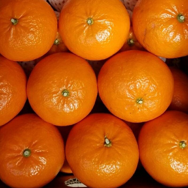 【ふるさと納税】 M-4Lサイズ おまかせ 濱地農園の麗紅(れいこう) 約5kg【2024年2月初旬から2024年3月初旬までに順次発送】 / みかん ミカン 蜜柑 れいこう 麗紅のサムネイル