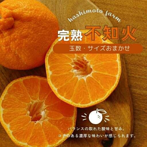【ふるさと納税】 \選べる容量/ 不知火 橋本農園の 完熟不知火 玉数・サイズおまかせ 5kg or 10kg【2026年2月中旬〜3月中旬までに順次発送】 デコポン みかん ミカン 蜜柑 柑橘 果物 くだもの フルーツ 予約 人気 ジューシー 甘い 産地直送 送料無料 【ふるさと納税】 \選べる容量/ 不知火 橋本農園の 完熟不知火 玉数・サイズおまかせ 5kg or 10kg【2026年2月中旬〜3月中旬までに順次発送】 デコポン みかん ミカン 蜜柑 柑橘 果物 くだもの フルーツ 予約 人気 ジューシー 甘い 産地直送 送料無料