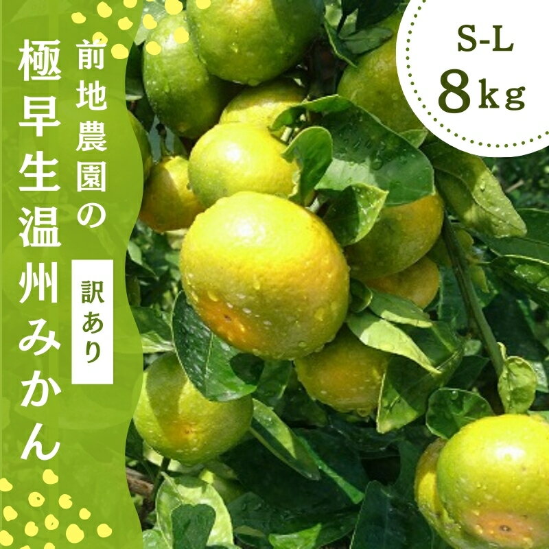 S-L サイズおまかせ ご家庭用 訳あり 前地農園の極早生温州みかん 8kg[9月中旬から10月中旬までに順次発送] / わけあり ワケアリ みかん 蜜柑 極早生 数量限定 温州 ミカン ご家庭用 家庭用