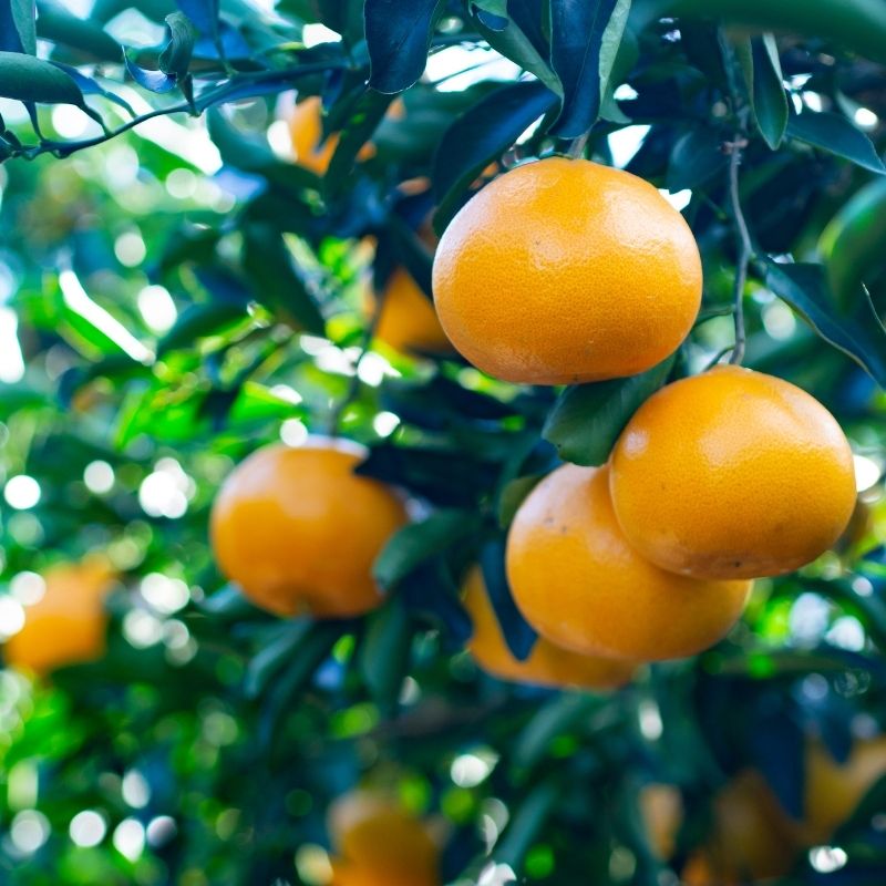 三重県紀宝町の画像2