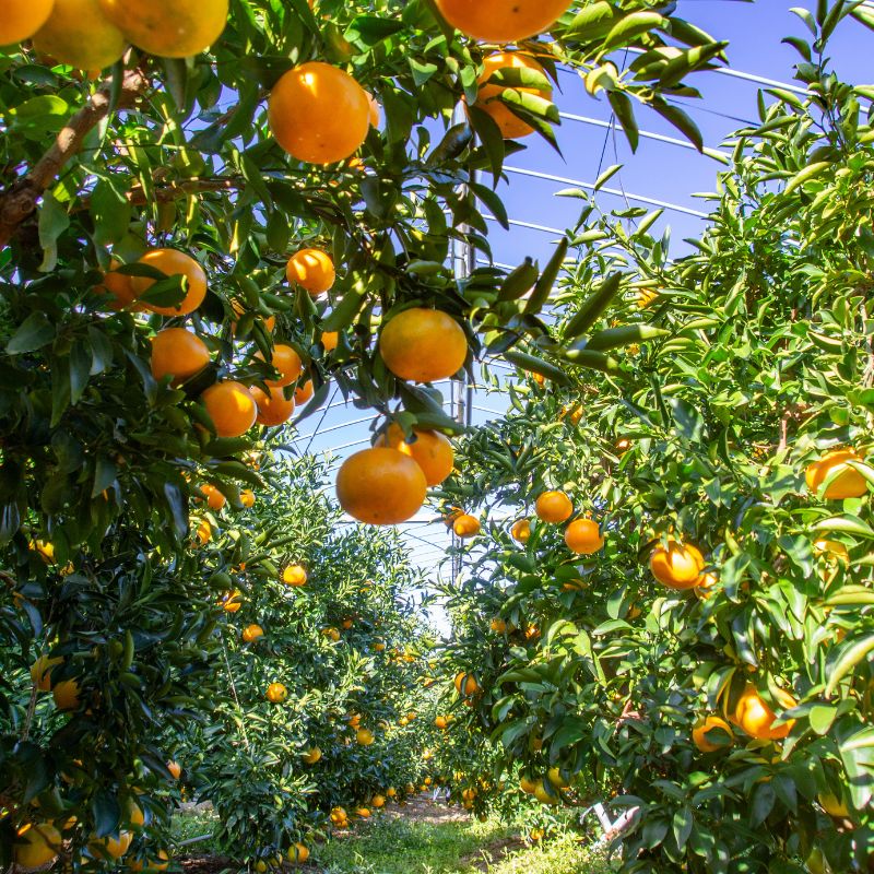 三重県紀宝町の画像3