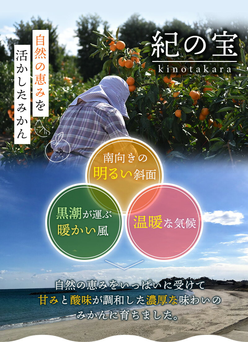 【ふるさと納税】たにぐち農園早生温州みかん(マルチ栽培) 選べる容量 3kg or 5kg【2024年11月下旬〜12月中旬に順次発送】 / 不揃い 早生 温州 みかん 蜜柑 フルーツ 果物