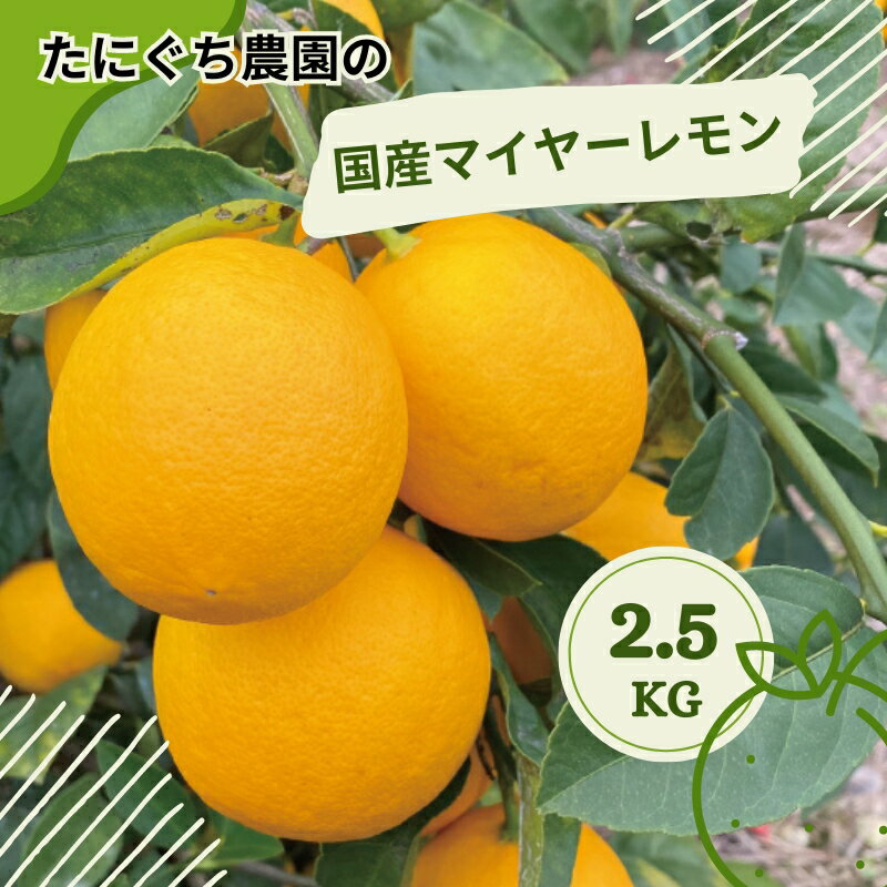 たにぐち農園の国産マイヤーレモン 2.5kg[2024年12月から〜2025年1月初旬の期間で順次発送致します。] / 檸檬 レモン れもん 柑橘 国産 大容量 数量限定 ご家庭用 家庭用