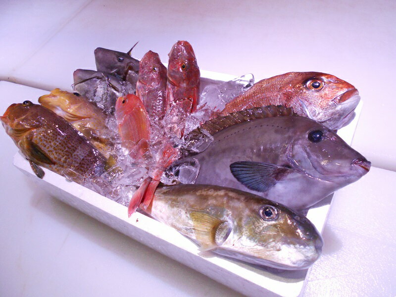 ＼朝どれ新鮮/ 鮮魚セット (小) 約3kg 目利きのプロが厳選した旬の魚をその日の内に発送!