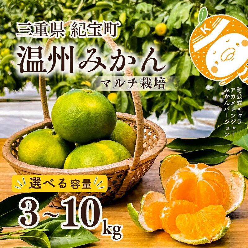 【ふるさと納税】 【先行予約】 マルチ栽培 紀宝町産 温州みかん 3kg 4.5kg 10kg サイズおまかせ【2025年9月20日頃~10月15日頃に順次発送予定】 / 数量限定 みかん ミカン 蜜柑 温州みかん フルーツ 果物 くだもの 柑橘 予約 産地直送 農家直送 三重県 紀宝町