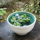 【ふるさと納税】信楽焼 13号白カスミ水鉢 メダカ鉢 金魚鉢